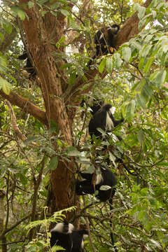 Image of Colobus angolensis ruwenzorii Thomas 1901