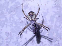 Image of Argiope perforata Schenkel 1963