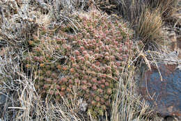 Image of Maihueniopsis glomerata (Haw.) R. Kiesling