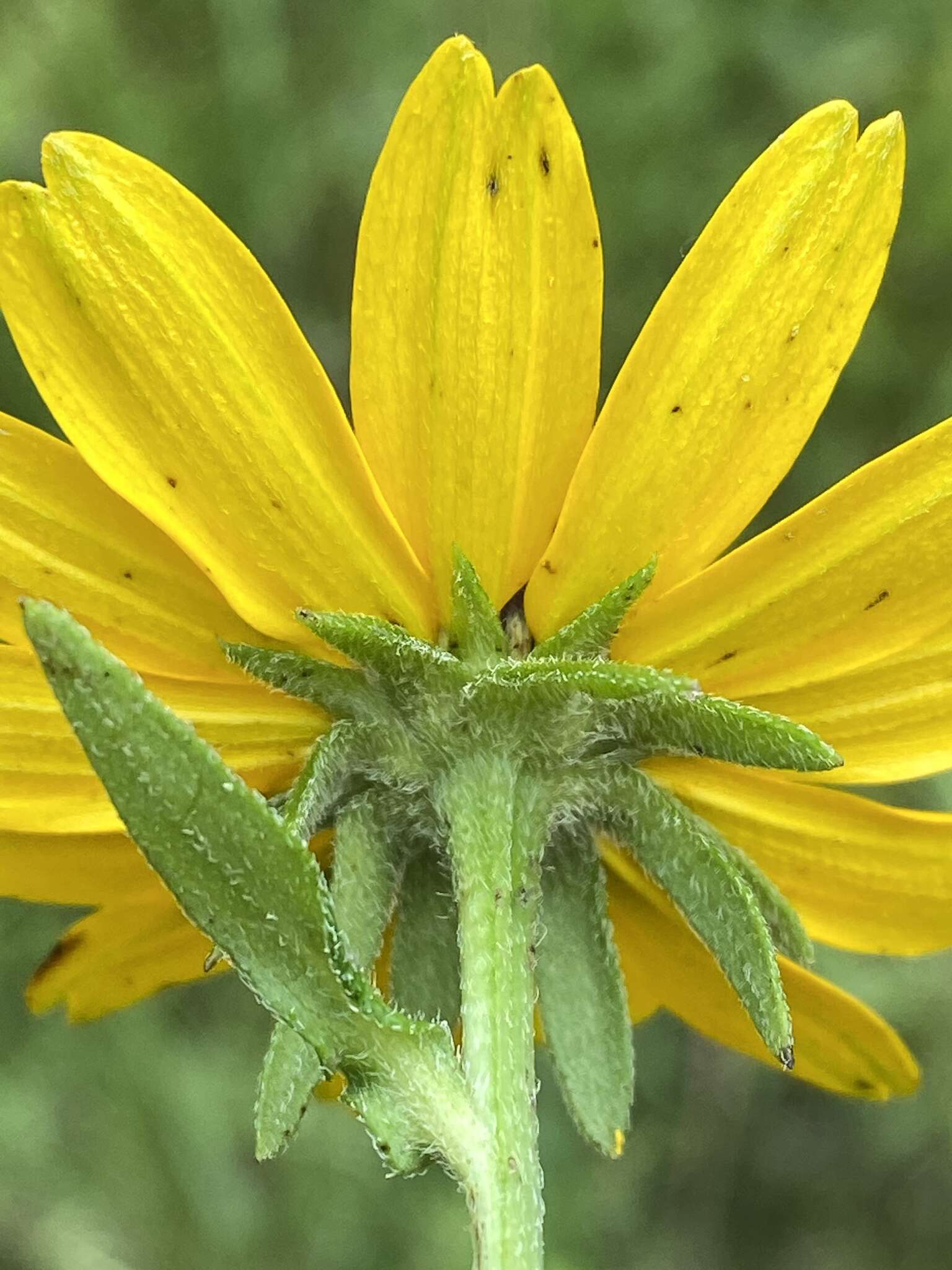 Image of Rudbeckia terranigrae