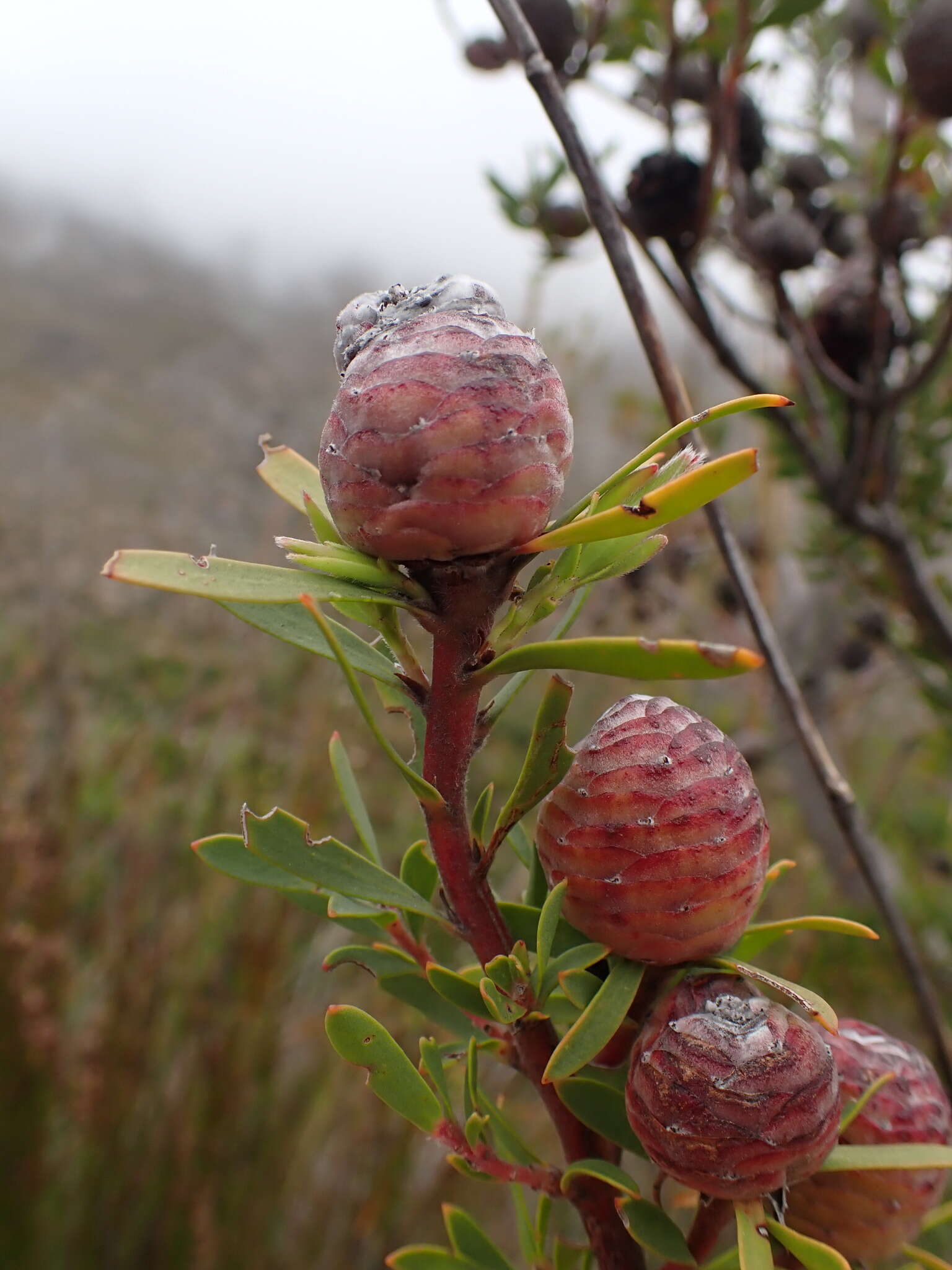 Image of Leucadendron rourkei I. J. M. Williams