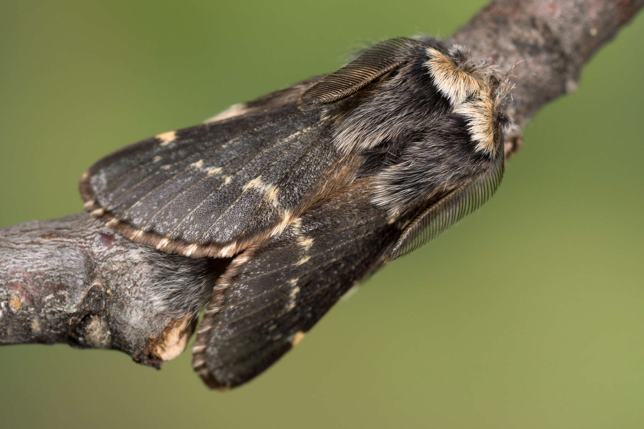 Poecilocampa resmi