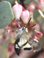 Image of Phaeton Primrose Sphinx