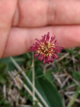 Image of Podocoma hieracifolia (Poir.) Cass.