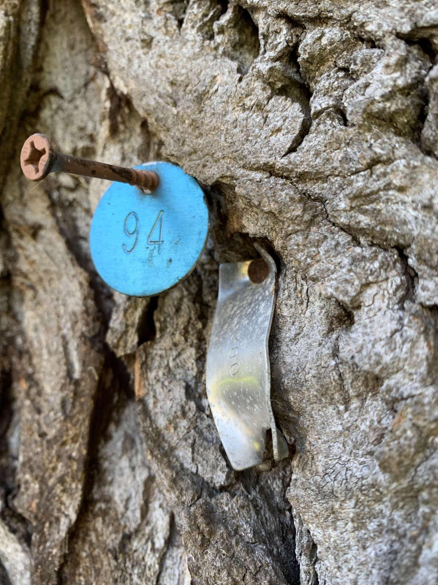 Image of Populus nigra var. italica (Moench.) Koehne