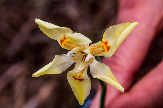 Dietes flavida Oberm. resmi