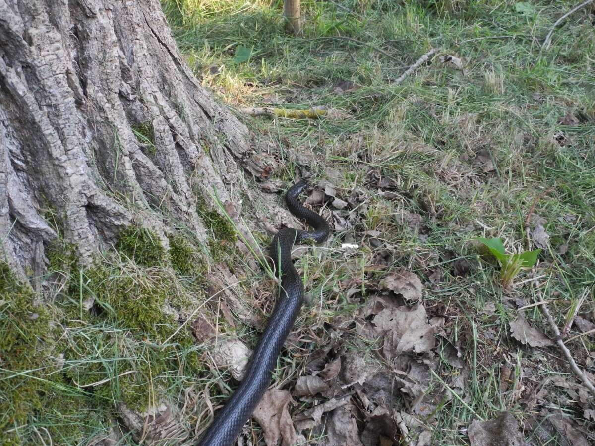 Image of Western whip snake