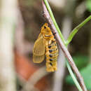 Image of Bergaris lutescens