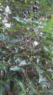 Image de Vitex parviflora A. Juss.