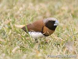 Plancia ëd Lonchura castaneothorax (Gould 1837)