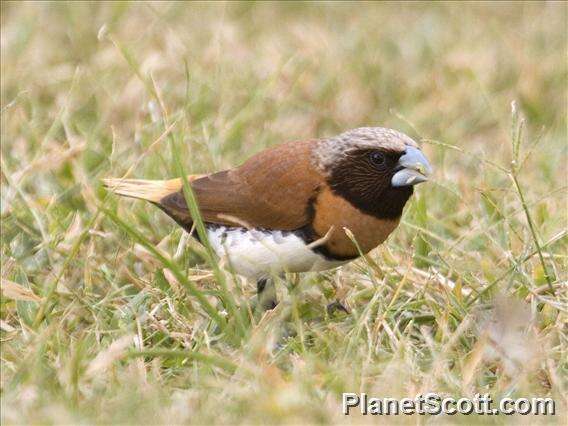 Image of Chestnut-breasted Mannikin