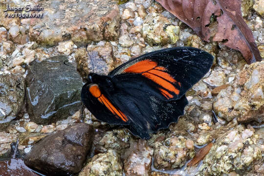 Image de Papilio euterpinus Godman & Salvin 1868