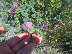 Image of Keck's checkerbloom