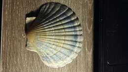 Image of New Zealand scallop