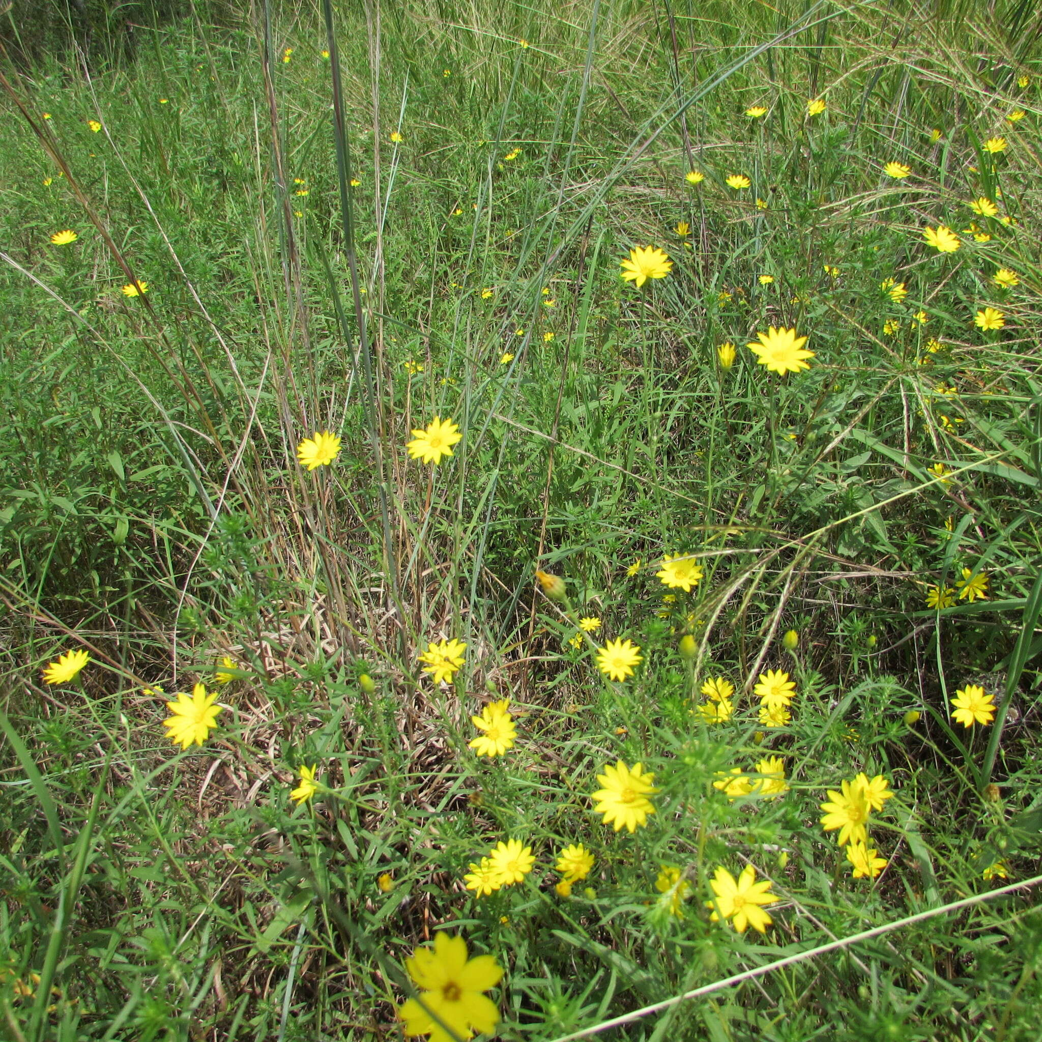 Image of Slender Scratchdaisy