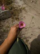 صورة Calochortus palmeri S. Watson