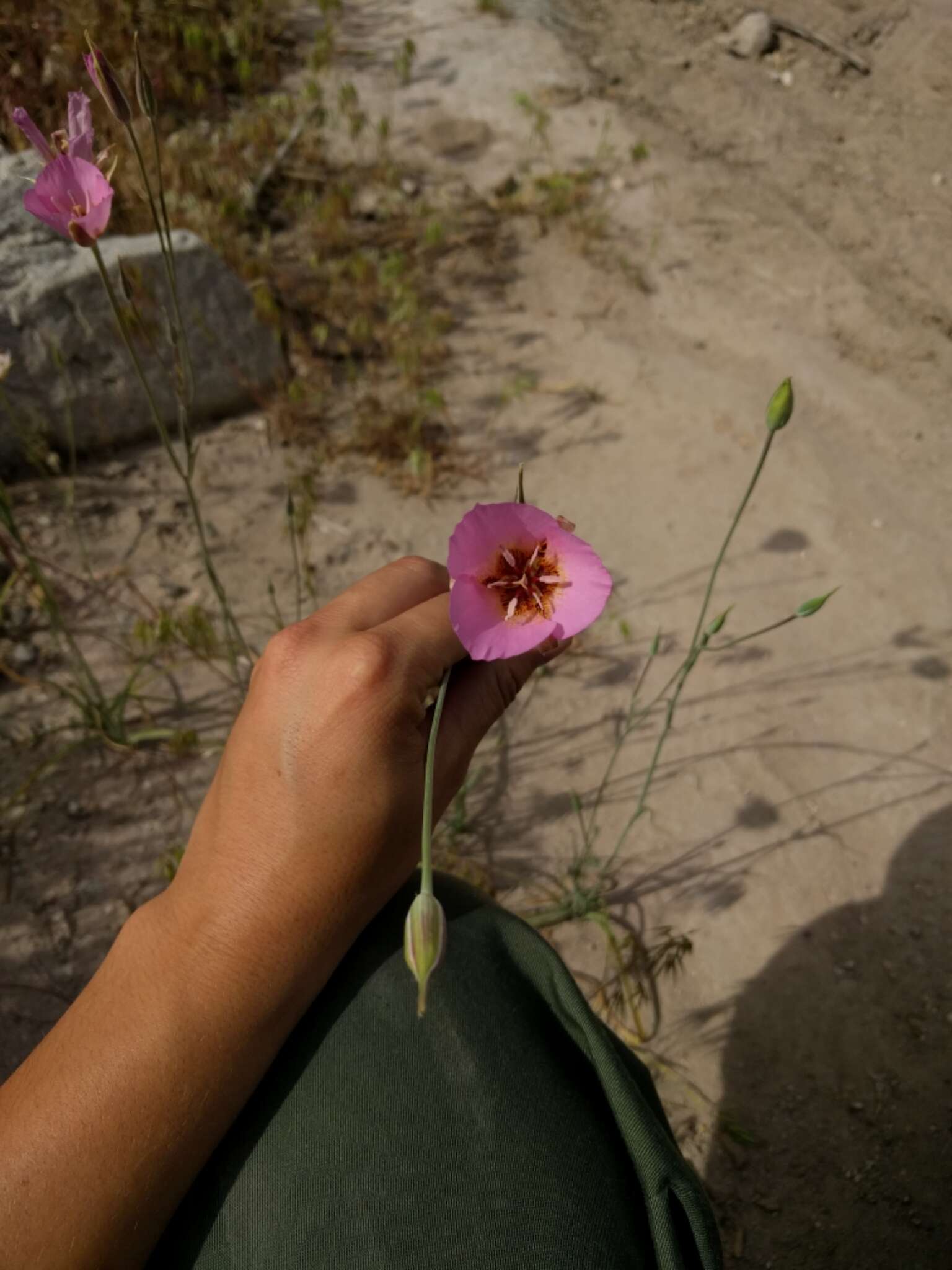 صورة Calochortus palmeri S. Watson