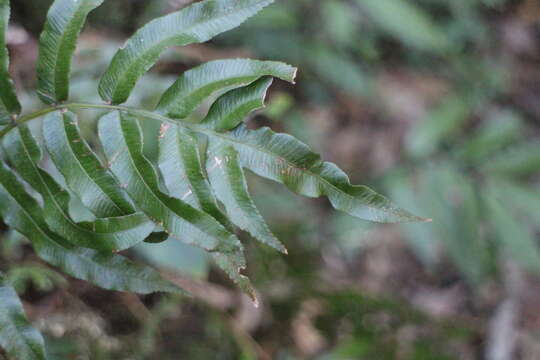 Plancia ëd Plagiogyria japonica Nakai