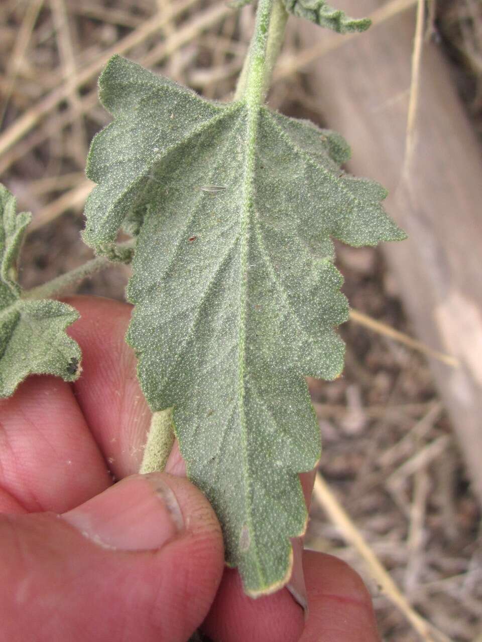 Image of Emory's globemallow