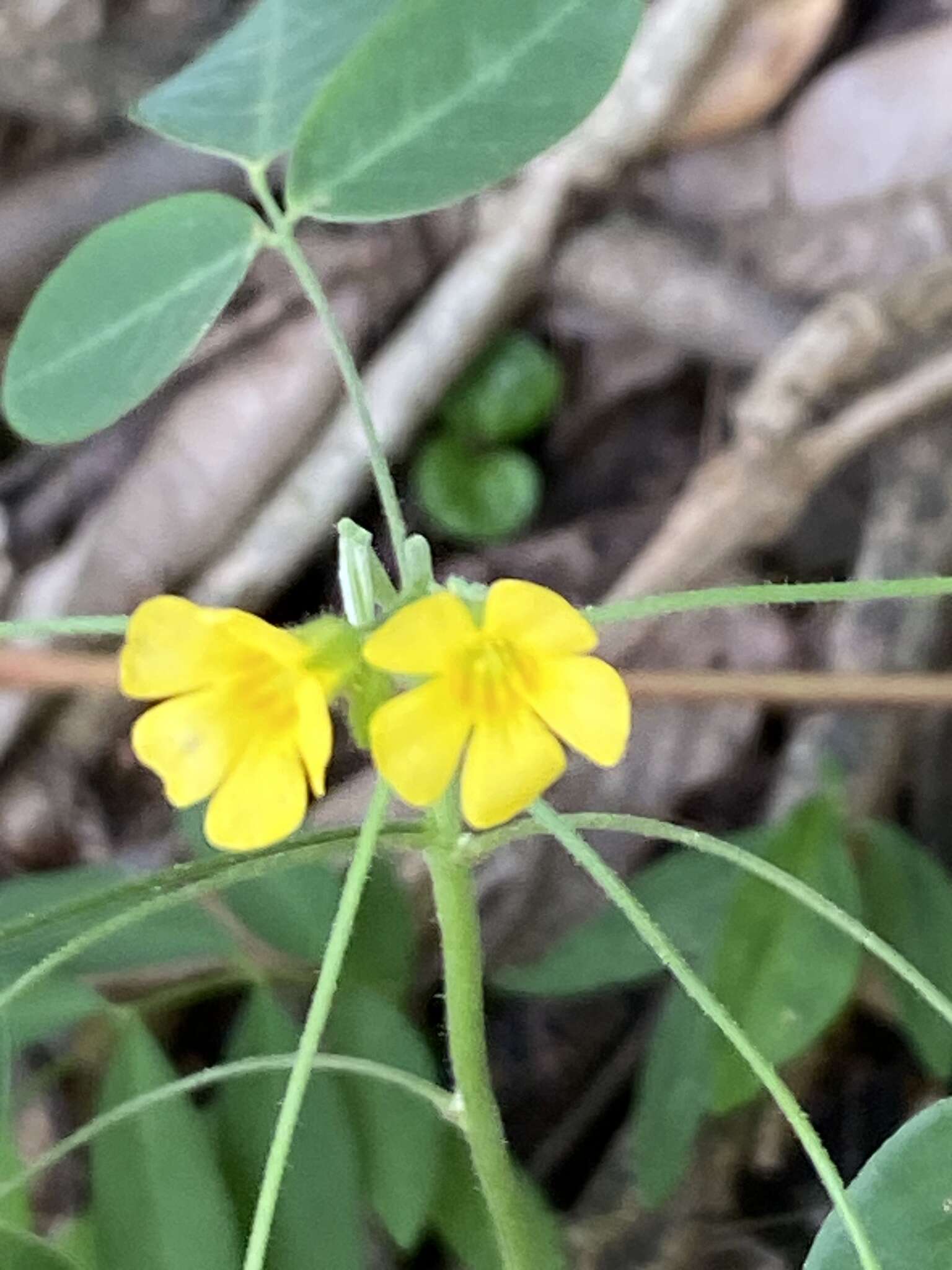 Imagem de Oxalis alstonii A. Lourteig