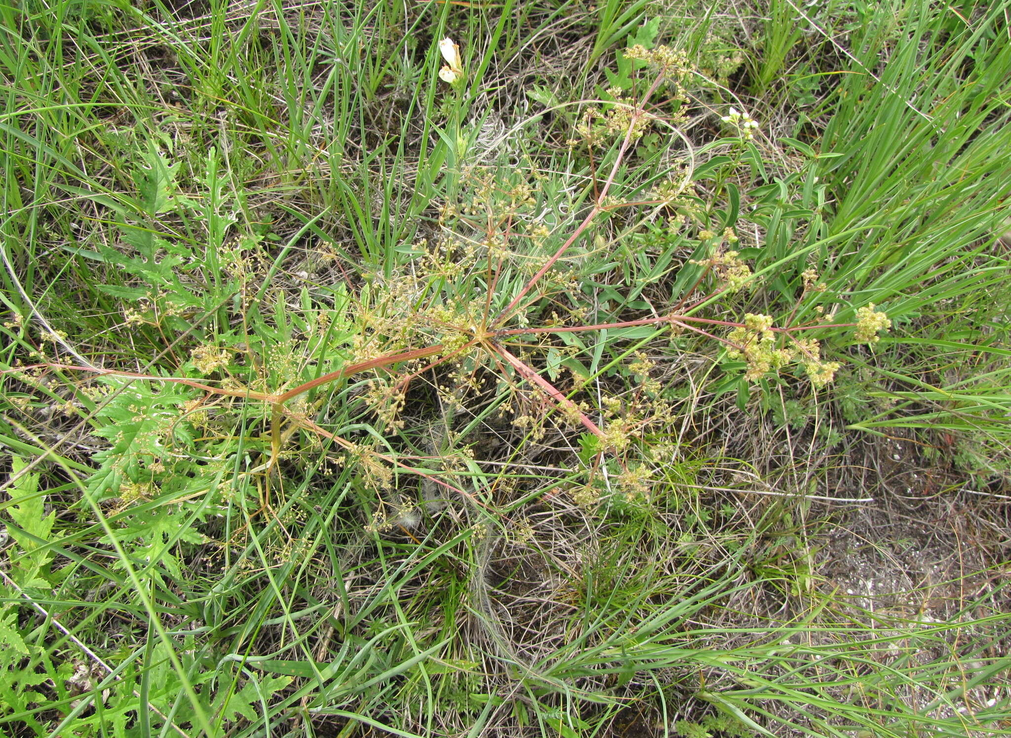 Trinia multicaulis (Poir.) Schischkin resmi