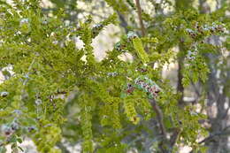 Image of Thryptomene oligandra F. Müll.