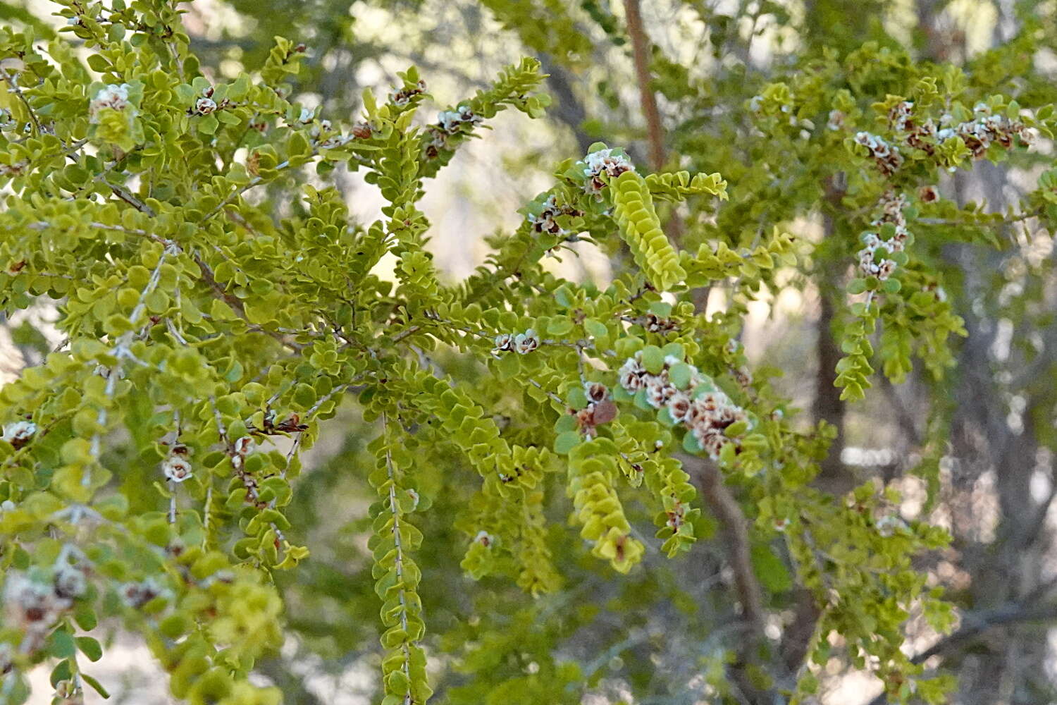 Image of Thryptomene oligandra F. Müll.