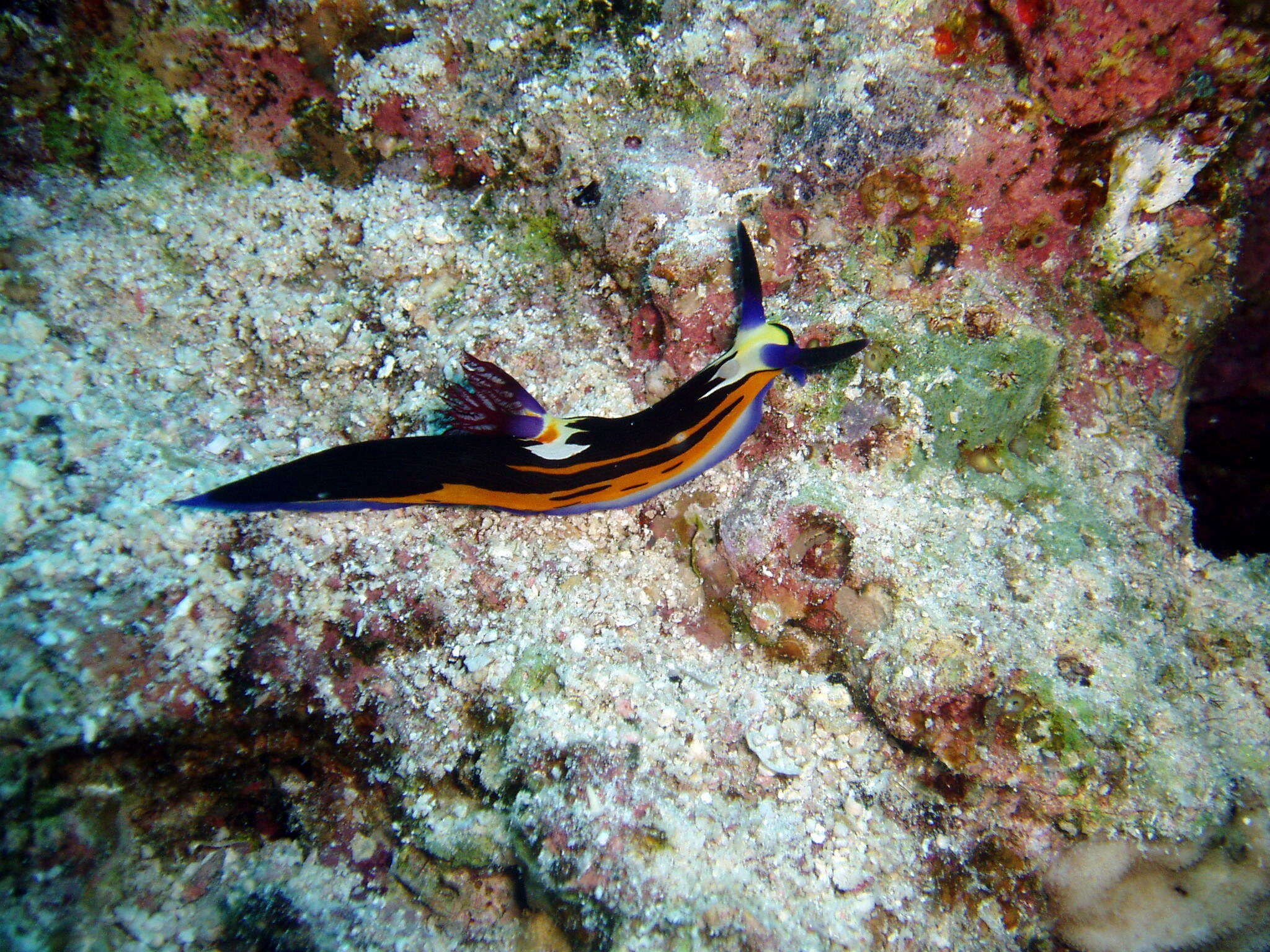 Image of Nembrotha megalocera Yonow 1990