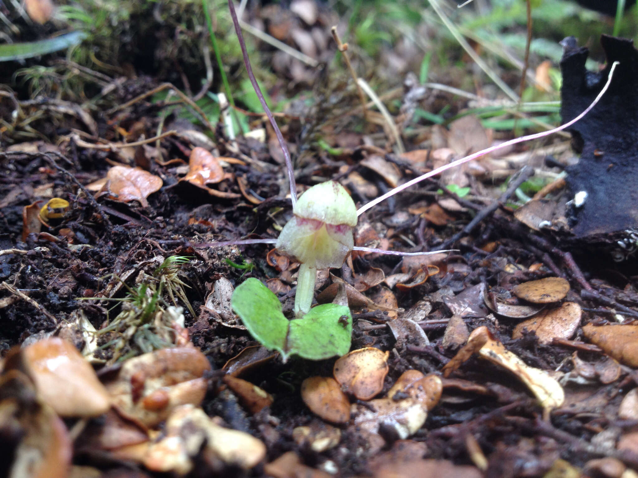 Image of Zeller's spider orchid