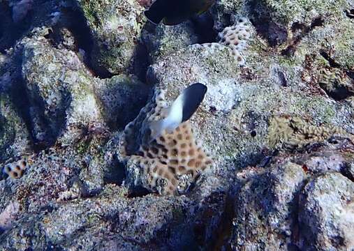 Image of Two-tone Chromis