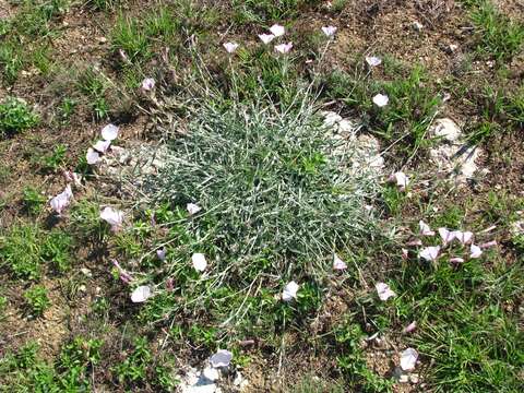 Image de Convolvulus sericocephalus Juz.