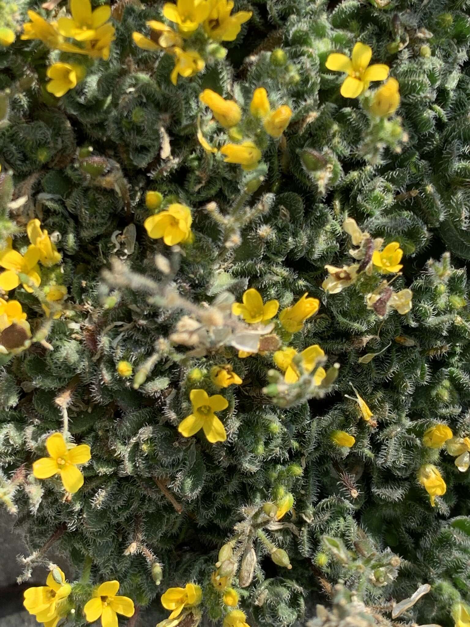 Image of granite draba