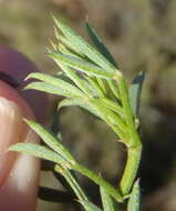 Image of Indigofera heterophylla Thunb.