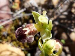 Image of Ophrys omegaifera subsp. dyris (Maire) Del Prete