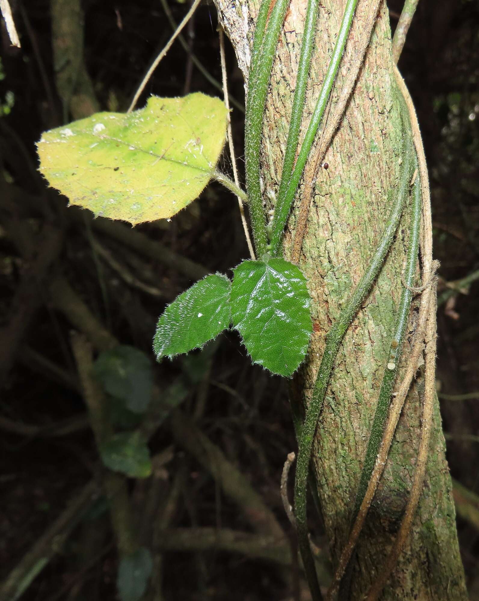 Image de Pyrenacantha scandens (Thunb.) Planch. ex Harv.