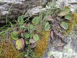 Image of Brachyglottis southlandica (Cockayne) B. Nord.