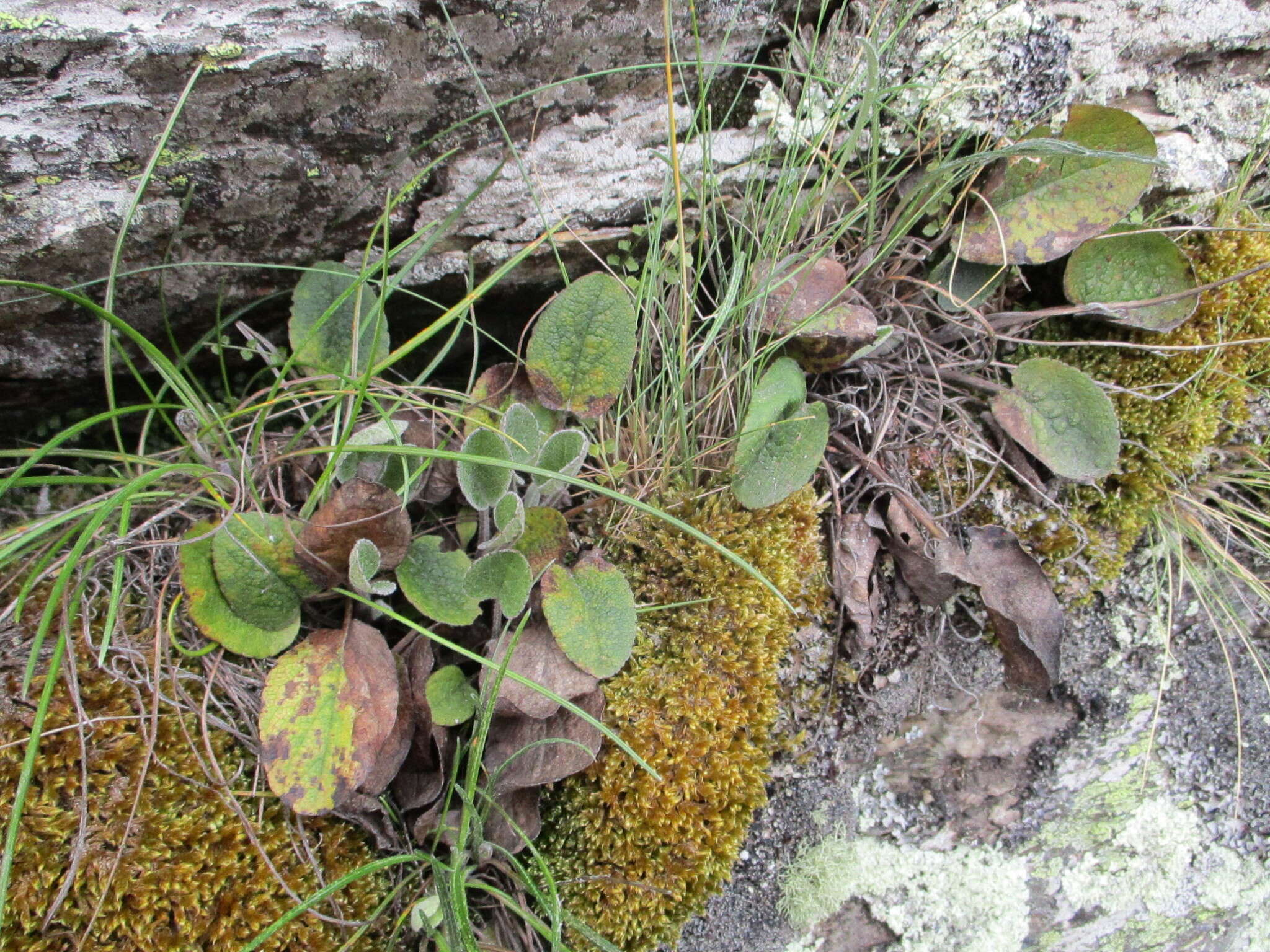 Image of Brachyglottis southlandica (Cockayne) B. Nord.