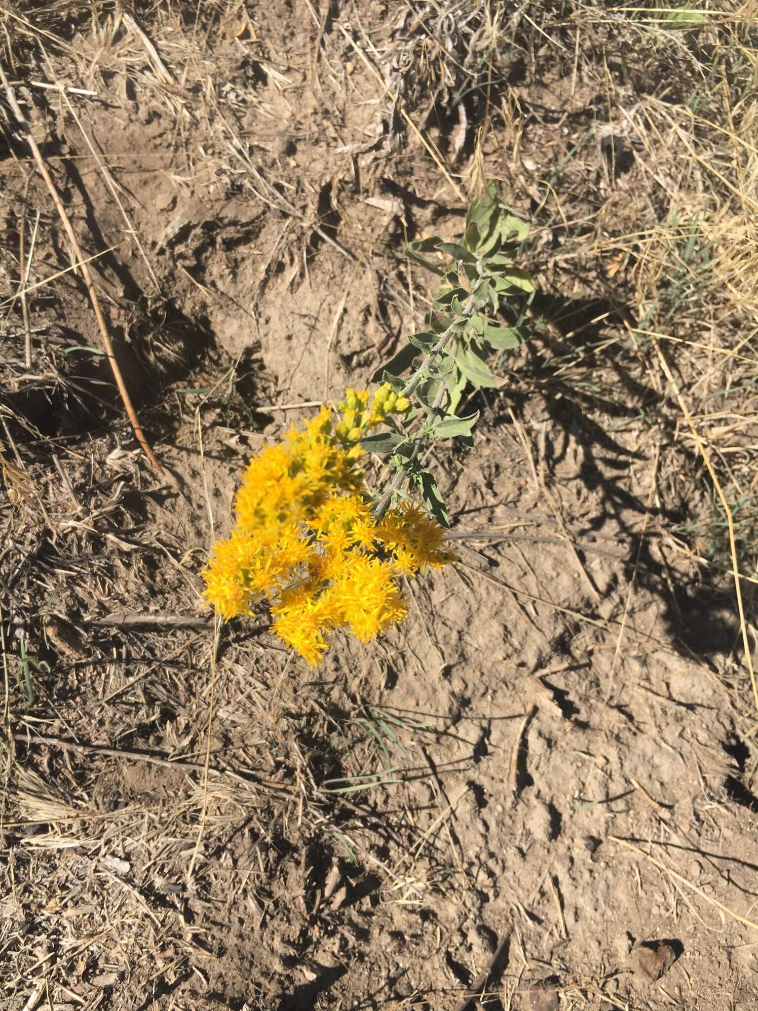 Image of California goldenrod