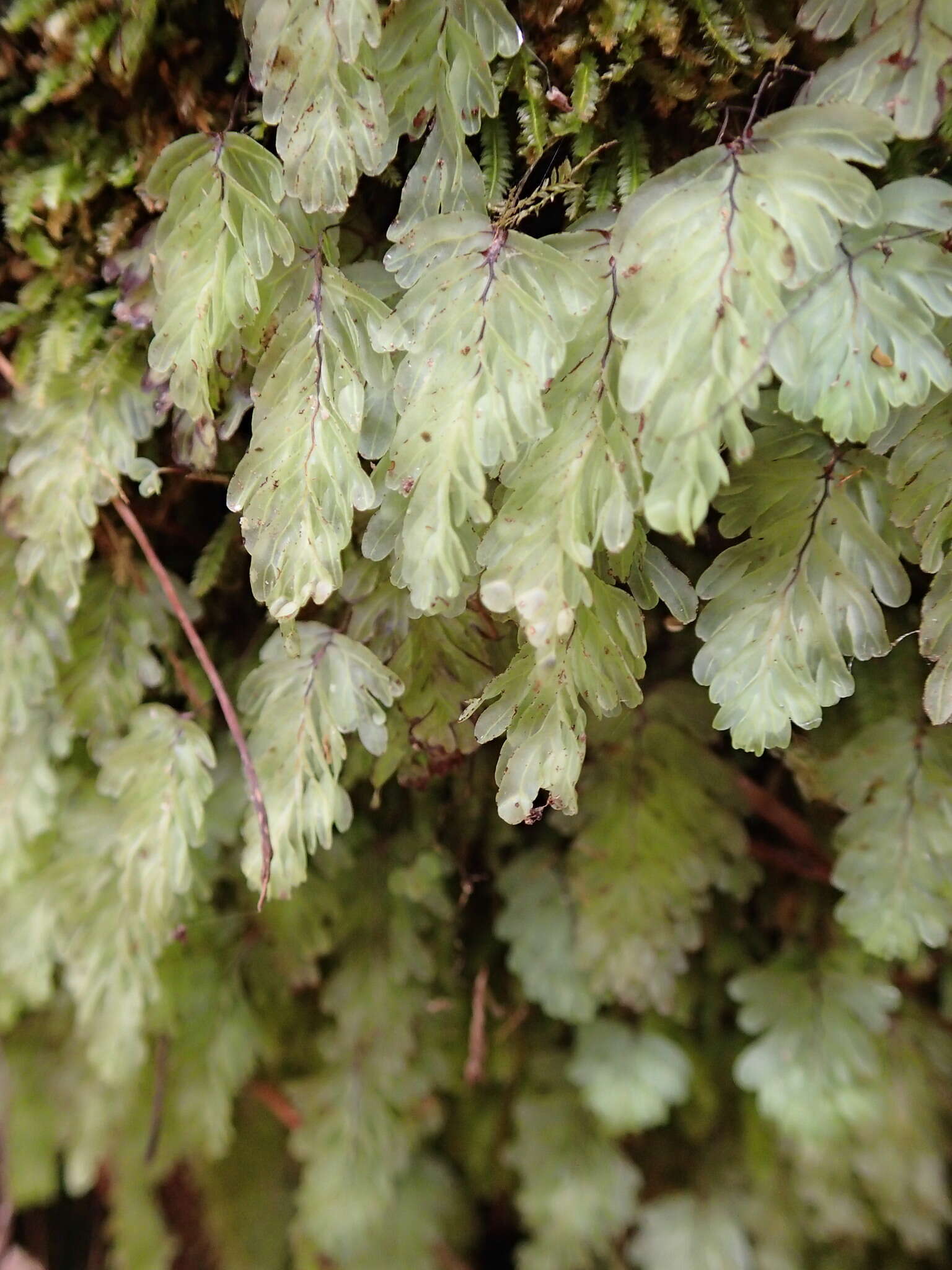 Image de Hymenophyllum rarum R. Br.