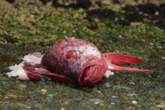 Image of Vermilion rockfish