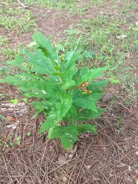 Imagem de Rauvolfia serpentina (L.) Benth. ex Kurz