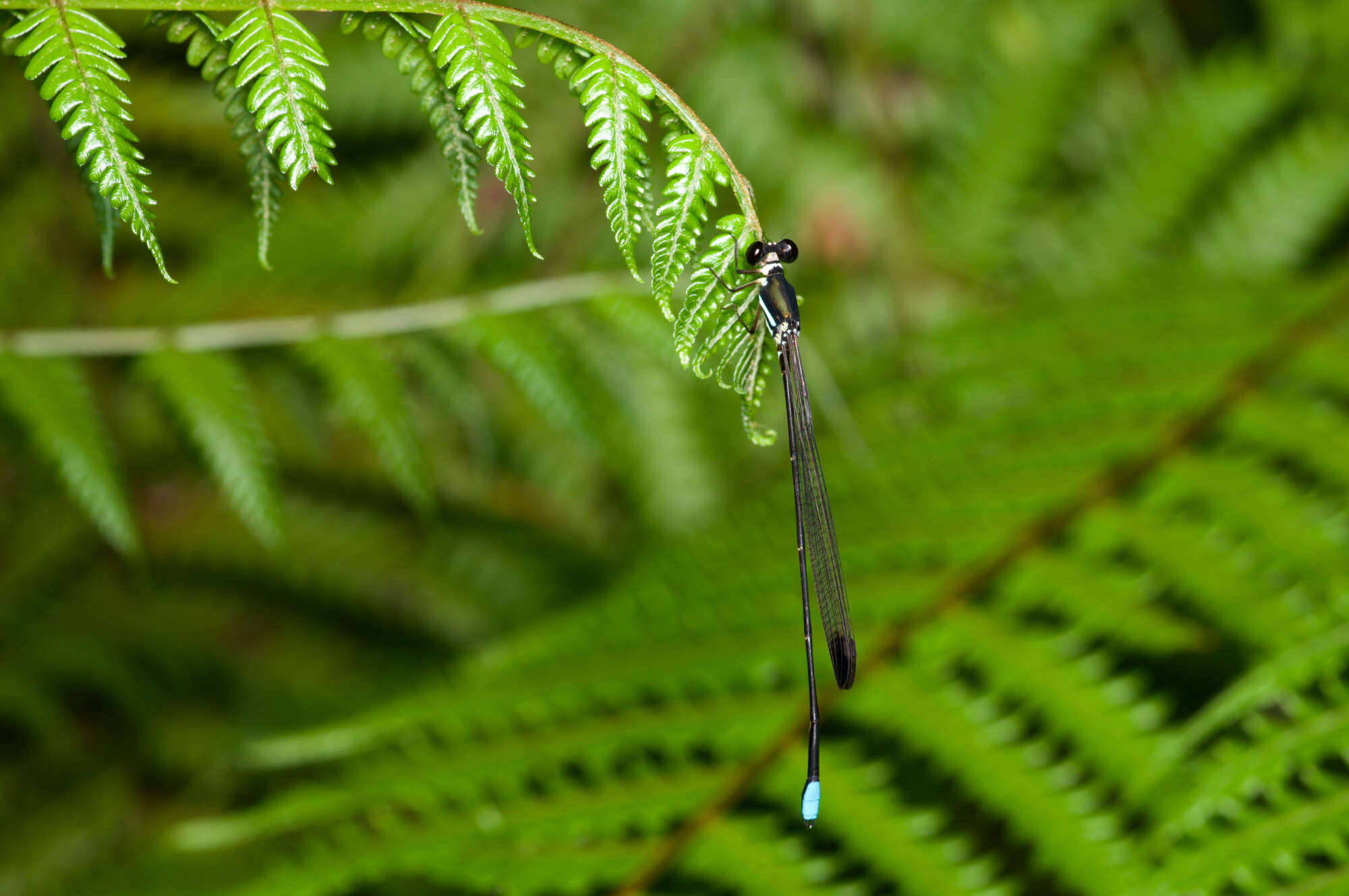 Image of Platysticta serendibica Bedjanic & van Tol 2016