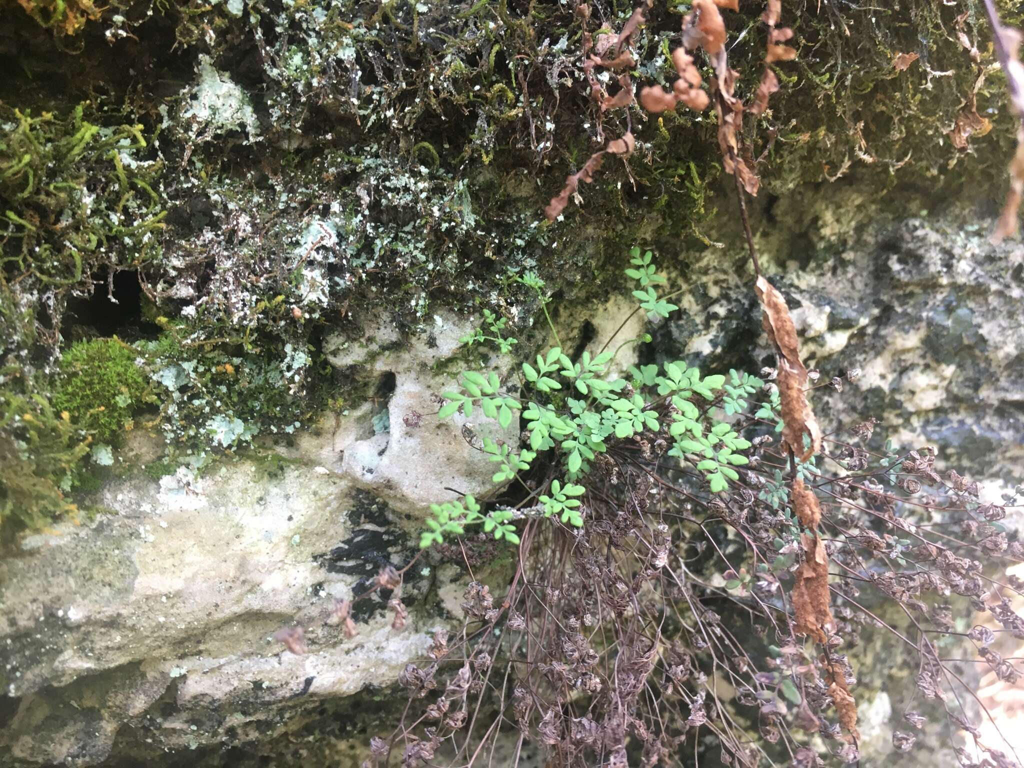 Image of powdery false cloak fern