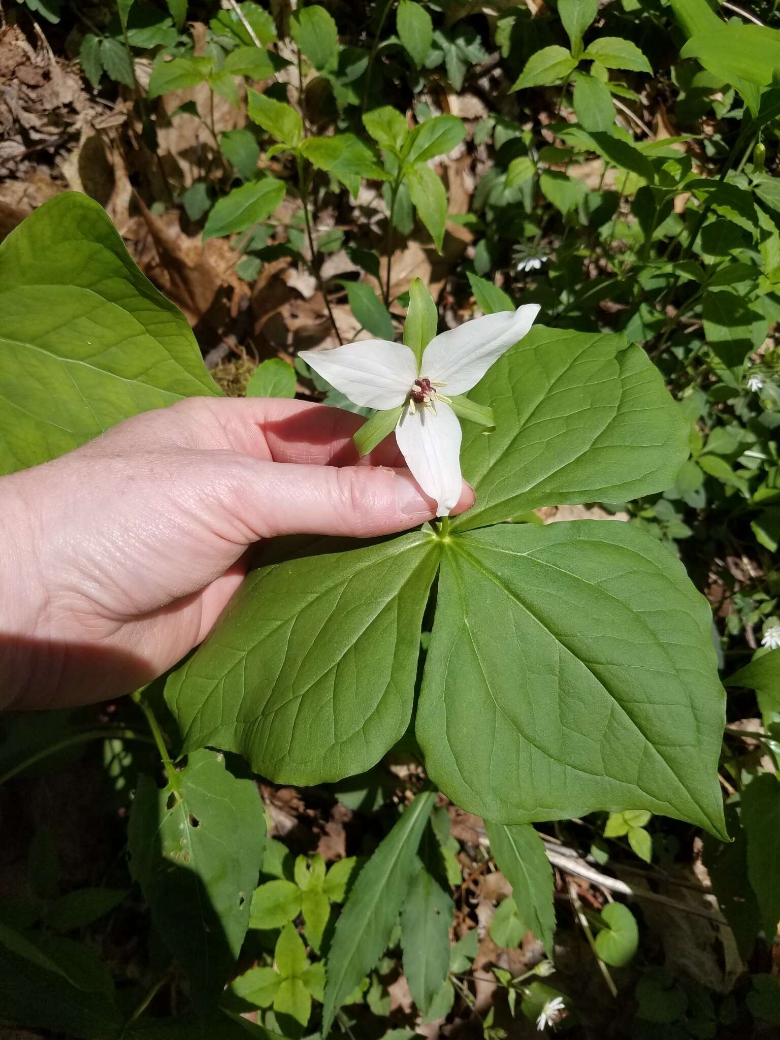 Image of Trillium erectum var. album (Michx.) Pursh