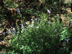 Image of Barleria pretoriensis C. B. Cl.