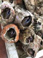 Image of giant barnacle