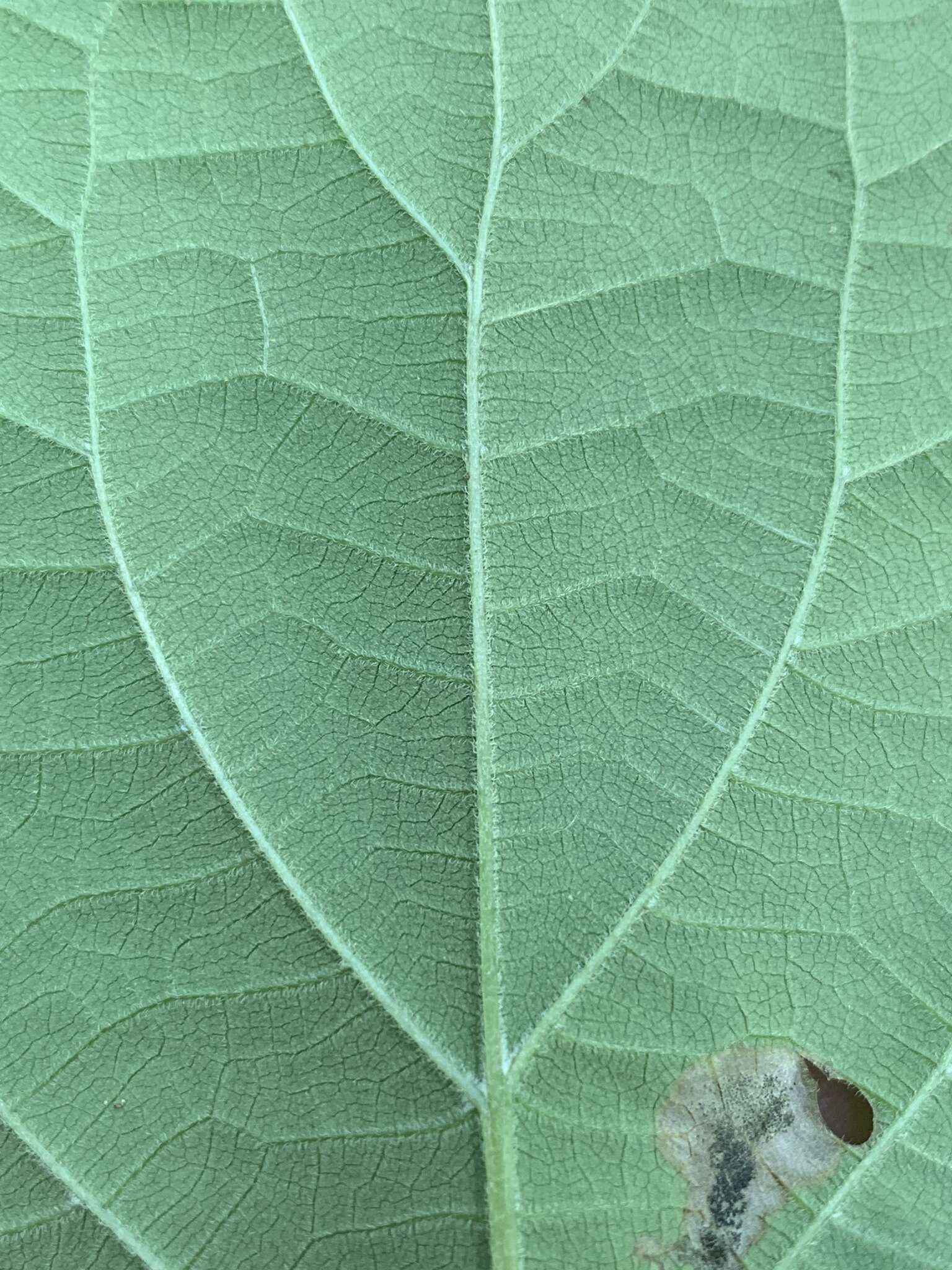 Imagem de Hydrangea cinerea Small