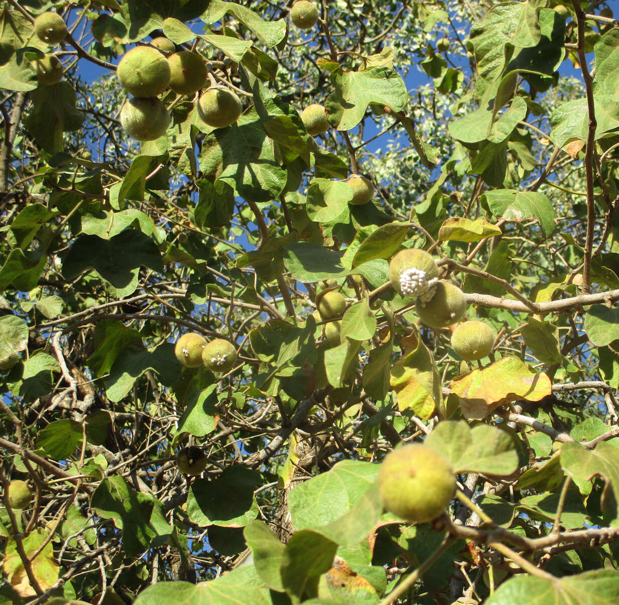 Imagem de Thespesia garckeana F. Hoffm.