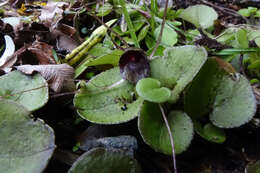 Image of Big red spider orchid