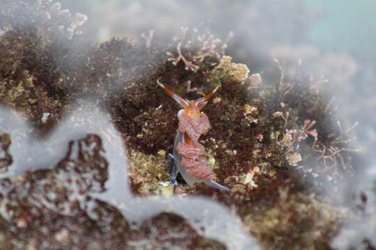 Image of four-colour nudibranch